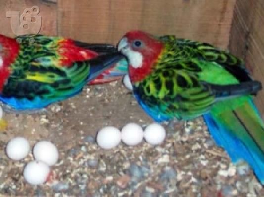 Vet που ελέγχθηκαν: αρά, παπαγάλοι, conures, αμαζόνες και τα αυγά....